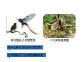 人教版八年级生物下册----3.2生物进化的历程-课件