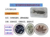 人教版八年级生物下册----3.2生物进化的历程-课件