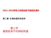 人教版八年级生物下册----2.2基因在亲子代间的传递-课件