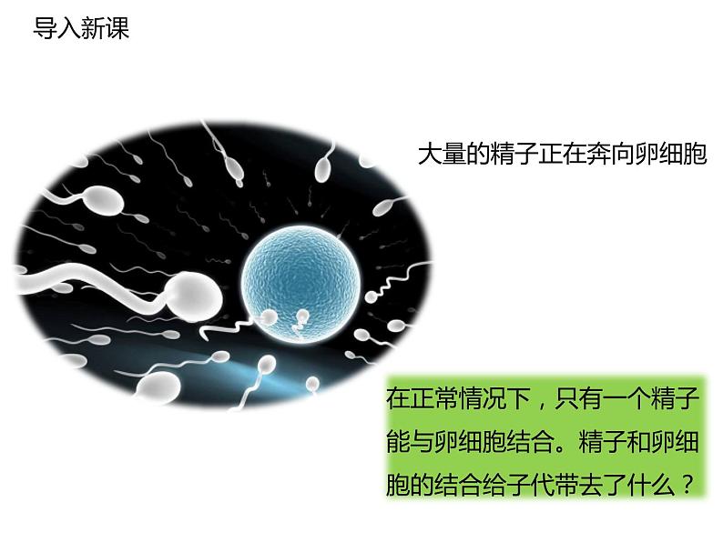 人教版八年级生物下册----2.2基因在亲子代间的传递-课件第2页