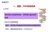 人教版八年级生物下册----2.2基因在亲子代间的传递-课件