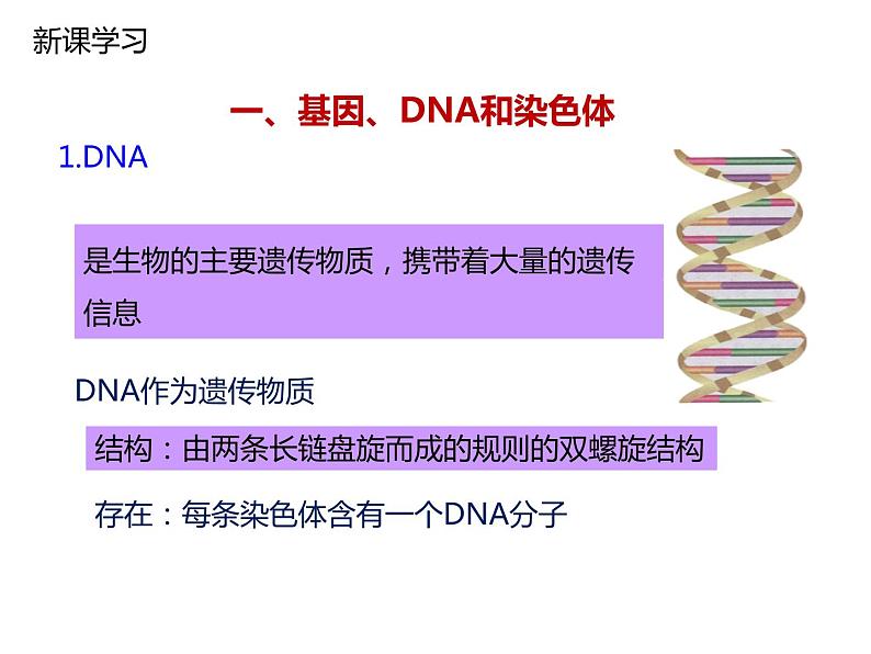 人教版八年级生物下册----2.2基因在亲子代间的传递-课件第3页