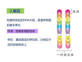 人教版八年级生物下册----2.2基因在亲子代间的传递-课件