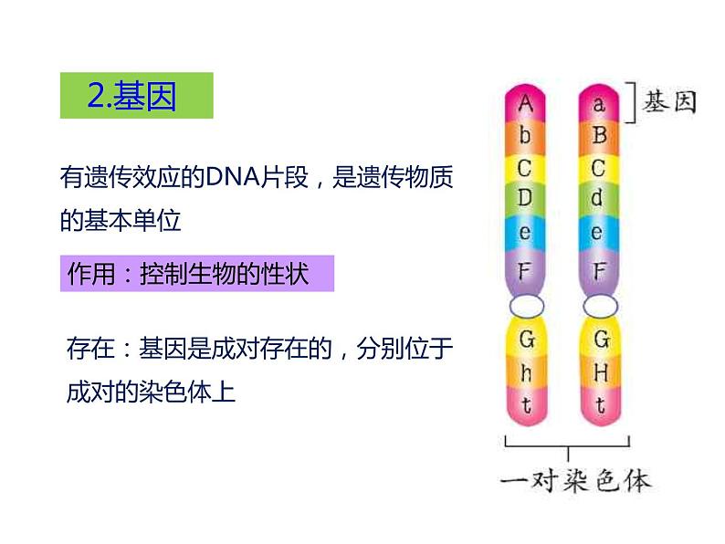 人教版八年级生物下册----2.2基因在亲子代间的传递-课件第4页