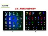 人教版八年级生物下册----2.2基因在亲子代间的传递-课件