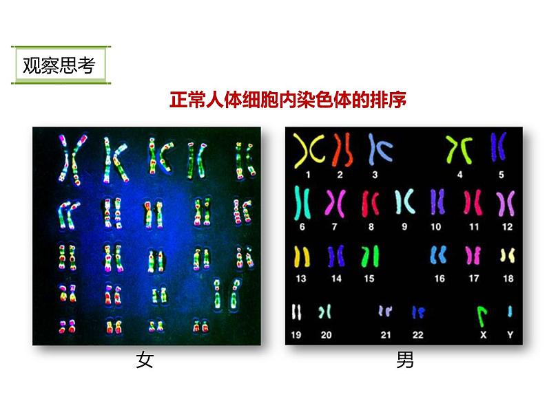 人教版八年级生物下册----2.2基因在亲子代间的传递-课件第5页