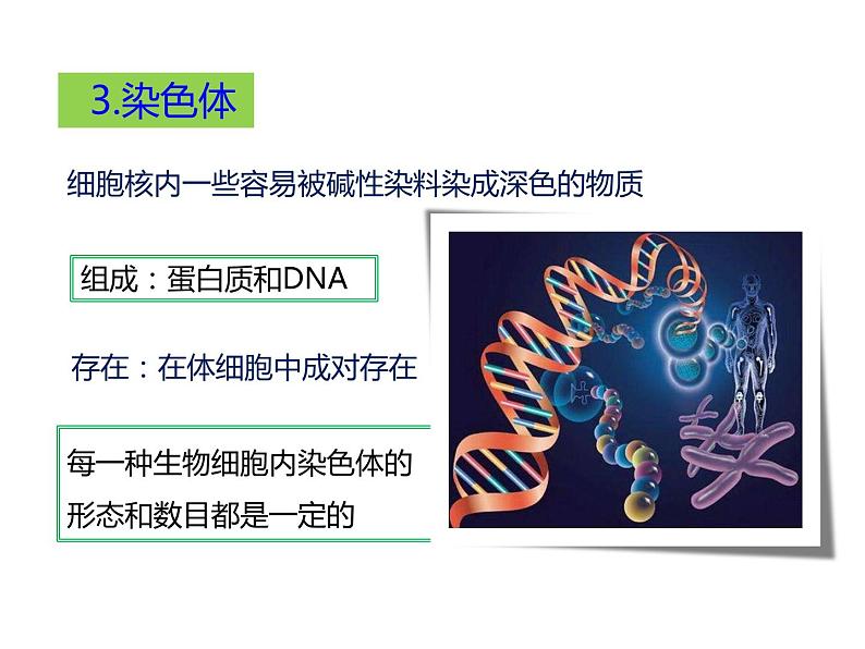 人教版八年级生物下册----2.2基因在亲子代间的传递-课件第7页