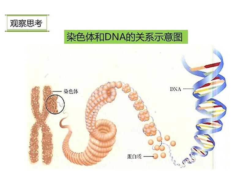 人教版八年级生物下册----2.2基因在亲子代间的传递-课件第8页