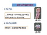 人教版八年级生物下册----2.4人的性别遗传-课件