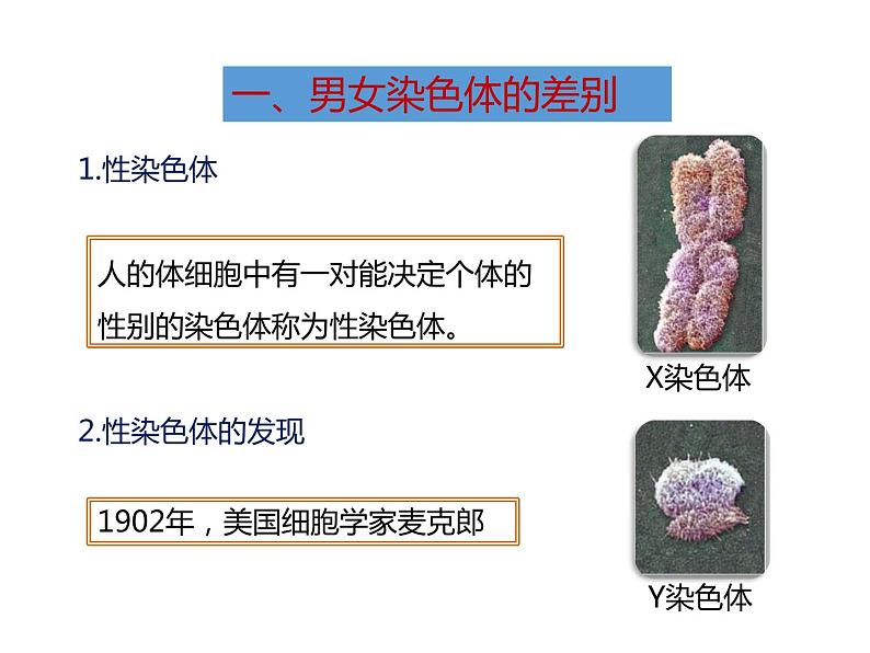 人教版八年级生物下册----2.4人的性别遗传-课件第3页