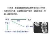 人教版八年级生物下册----2.4人的性别遗传-课件