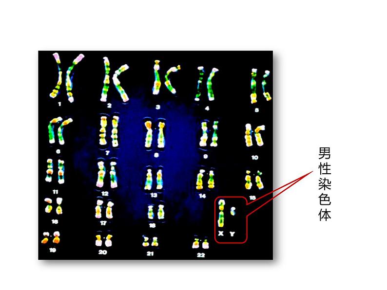 人教版八年级生物下册----2.4人的性别遗传-课件第5页