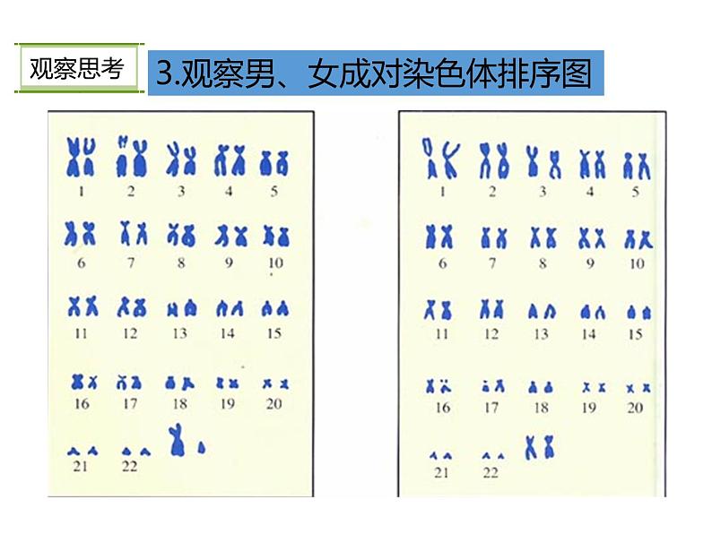 人教版八年级生物下册----2.4人的性别遗传-课件第6页