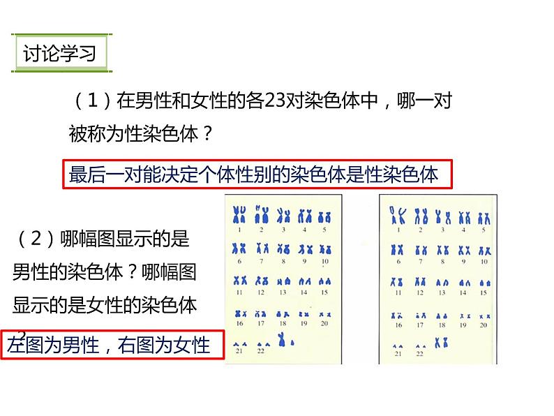 人教版八年级生物下册----2.4人的性别遗传-课件第7页