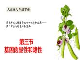 人教版八年级生物下册----7.2.3基因的显性和隐性-课件