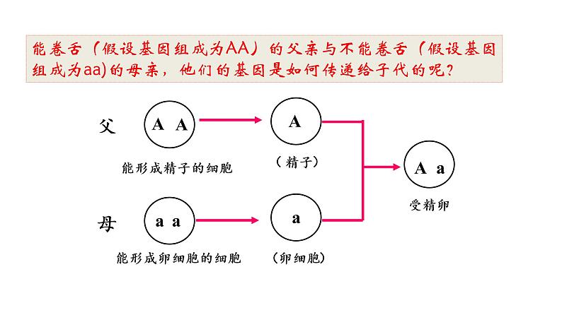 人教版八年级生物下册----7.2.3基因的显性和隐性-课件03