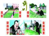 人教版八年级生物下册----7.2.3基因的显性和隐性-课件