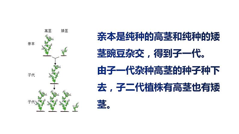 人教版八年级生物下册----7.2.3基因的显性和隐性-课件06