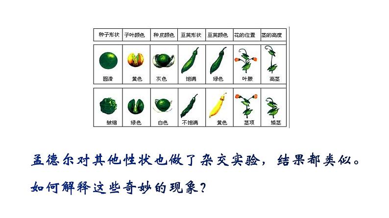 人教版八年级生物下册----7.2.3基因的显性和隐性-课件07