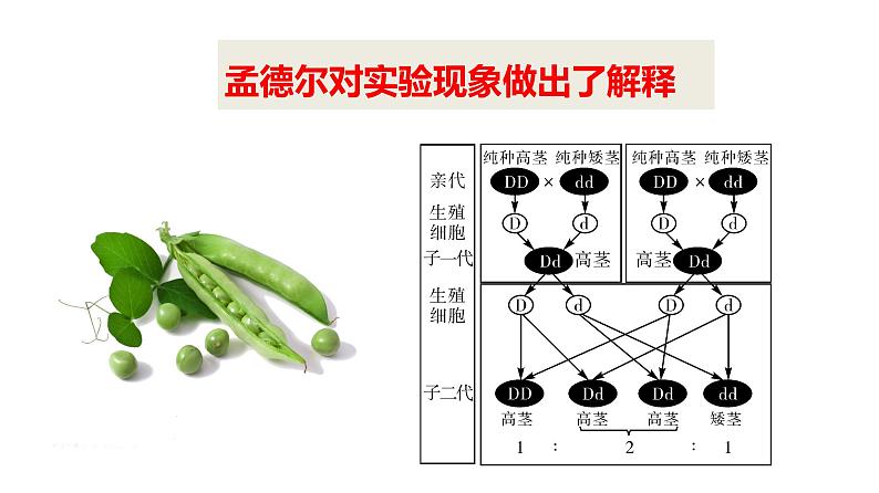 人教版八年级生物下册----7.2.3基因的显性和隐性-课件08