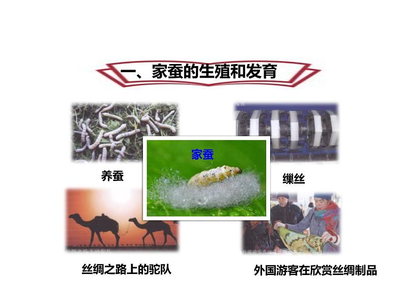 人教版八年级生物下册----1.2昆虫的生殖和发育-课件第3页