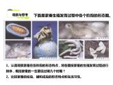 人教版八年级生物下册----1.2昆虫的生殖和发育-课件