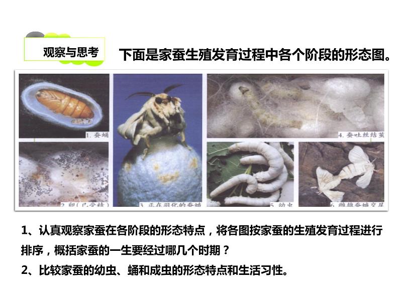 人教版八年级生物下册----1.2昆虫的生殖和发育-课件第4页