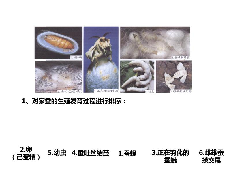 人教版八年级生物下册----1.2昆虫的生殖和发育-课件第5页