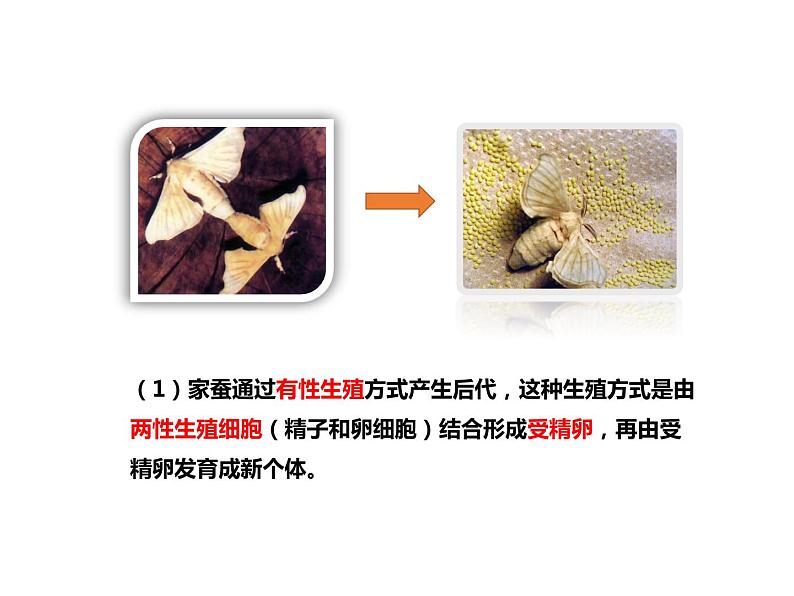 人教版八年级生物下册----1.2昆虫的生殖和发育-课件第8页