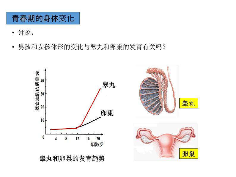 人教版七年级生物下册----4.1.3青春期课件05