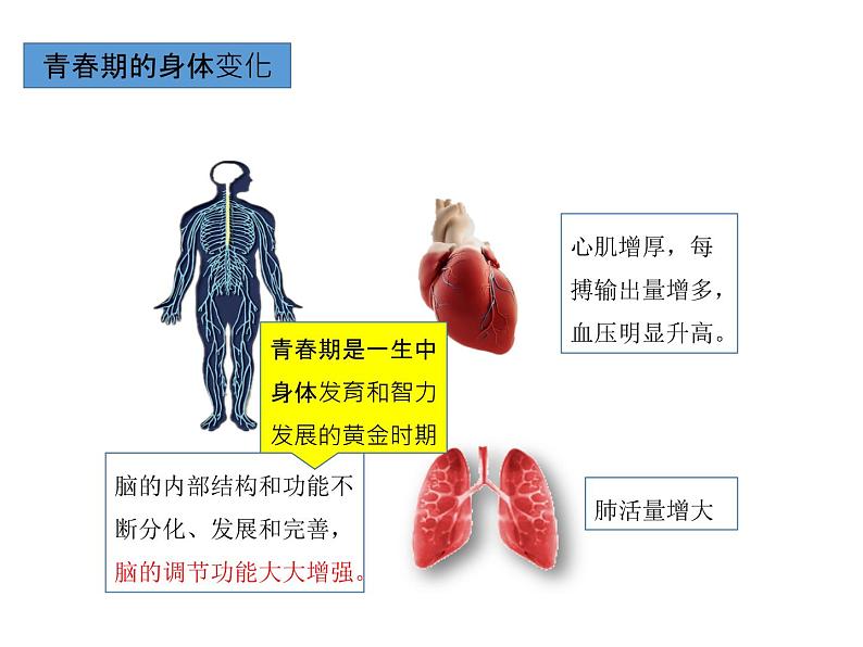 人教版七年级生物下册----4.1.3青春期课件07