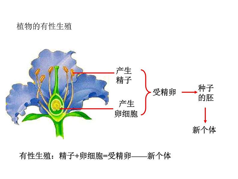 人教版七年级生物下册----4.1.2人的生殖（课件） (2)第4页