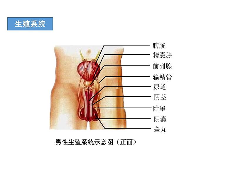 人教版七年级生物下册----4.1.2人的生殖（课件） (2)第6页