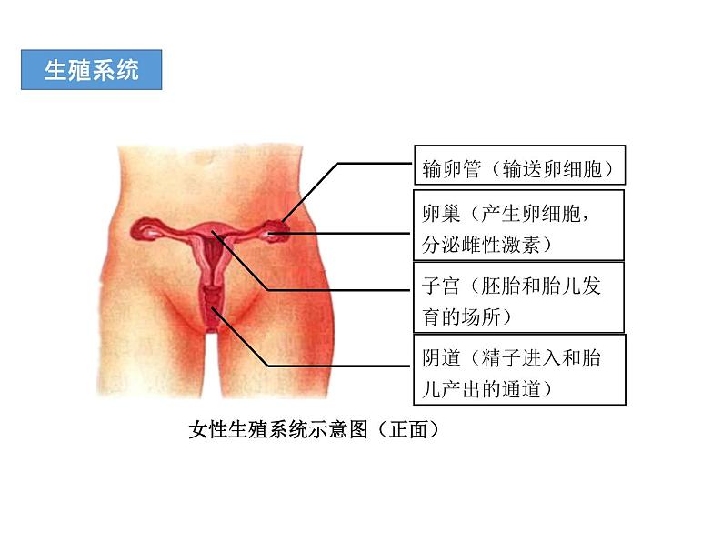 人教版七年级生物下册----4.1.2人的生殖（课件） (2)第7页