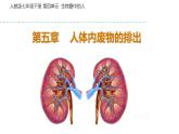 人教版七年级生物下册----4.5 人体内废物的排出课件PPT