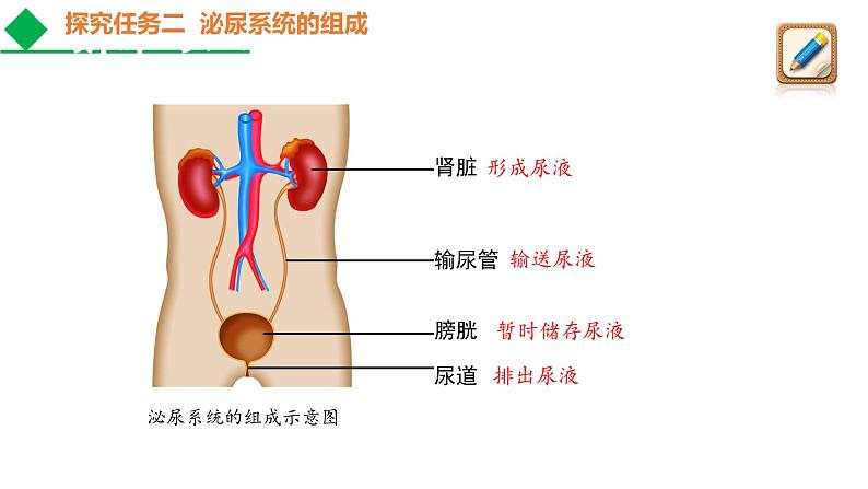 人教版七年级生物下册----4.5 人体内废物的排出课件PPT第6页