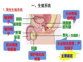 人教版七年级生物下册----4.1.2人的生殖（课件）