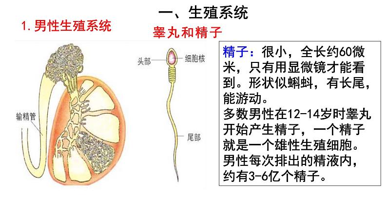 人教版七年级生物下册----4.1.2人的生殖（课件）03