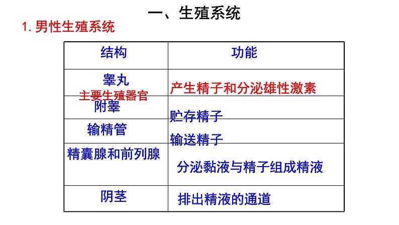 人教版七年级生物下册----4.1.2人的生殖（课件）04