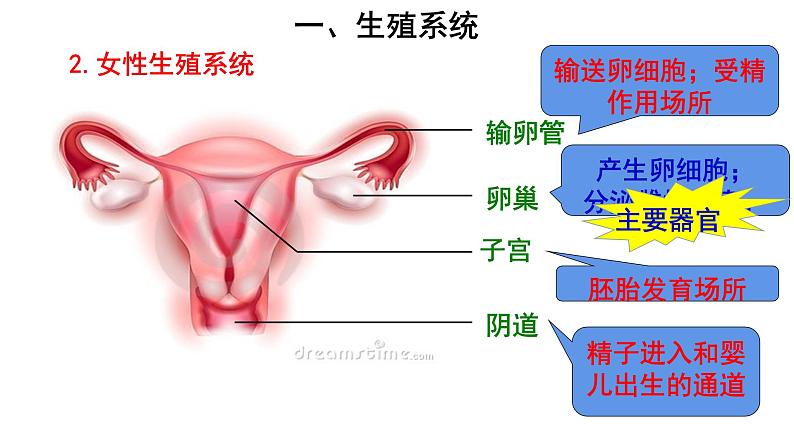 人教版七年级生物下册----4.1.2人的生殖（课件）05