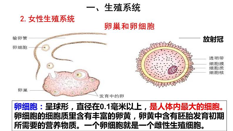 人教版七年级生物下册----4.1.2人的生殖（课件）06