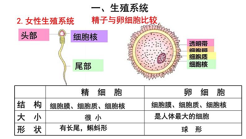 人教版七年级生物下册----4.1.2人的生殖（课件）07