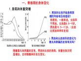 人教版七年级生物下册----4.1.3青春期（课件）