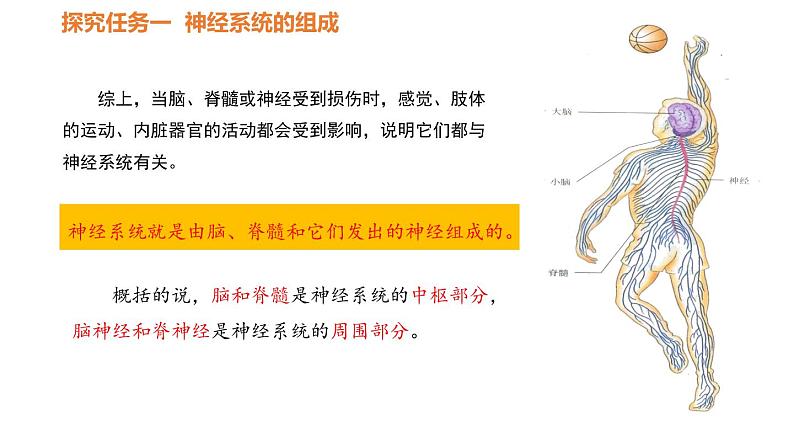 人教版七年级生物下册----4.6.2神经系统的组成-课件第7页