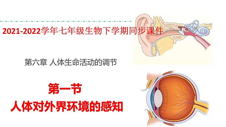 人教版七年级生物下册----4.6.1人体对外界环境的感知-课件01