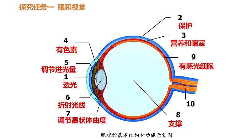 人教版七年级生物下册----4.6.1人体对外界环境的感知-课件06