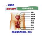 人教版七年级生物下册----4.1.2人的生殖（课件）+ 视频素材