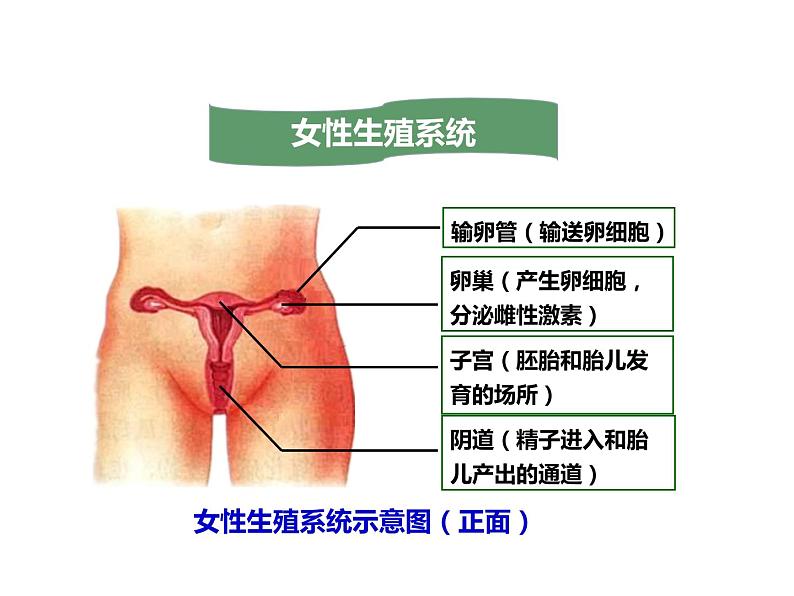 4.1.2人的生殖（课件）（共21张PPT）第5页