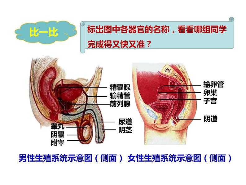 4.1.2人的生殖（课件）（共21张PPT）第8页