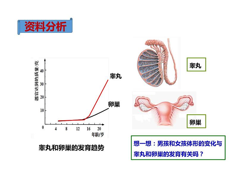 人教版七年级生物下册----4.1.3青春期（课件1）06